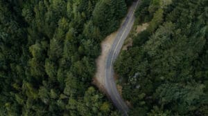 Trees by road