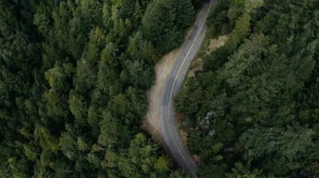 Trees by road