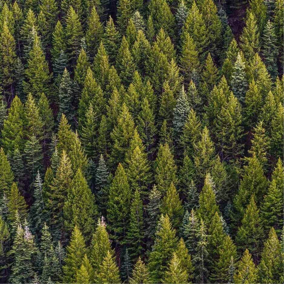 Pine trees