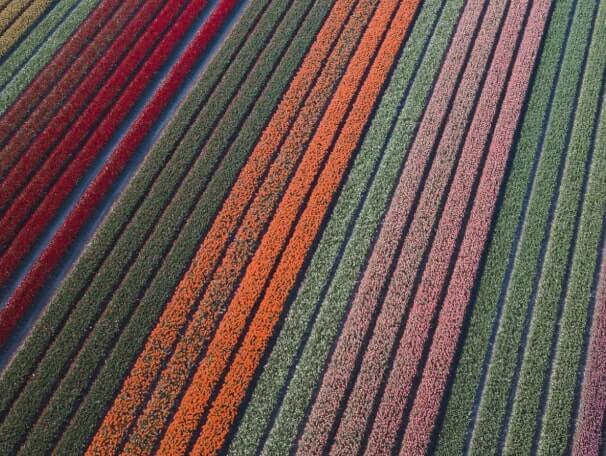 Colourful fields