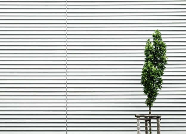 Tree in front of building